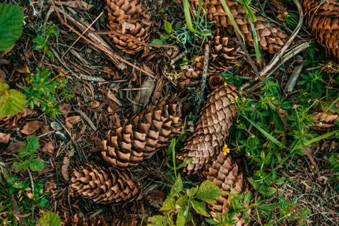 Pine cones texture Stock Photos