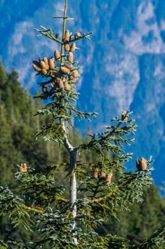Pine cones on the top of the tree. Stock Photos