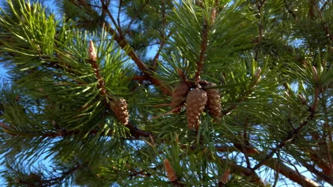 Pine Cones on a Tree Branch Against Blue Sky Stock Footage 275203009