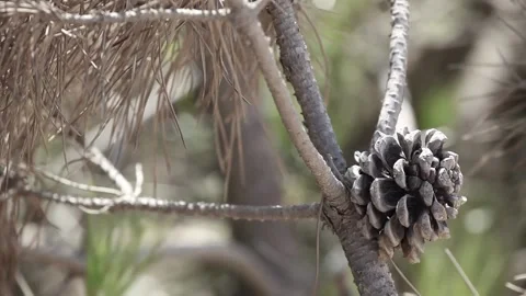 Pine cones on tree branches Stockbeeldmateriaal 146457018