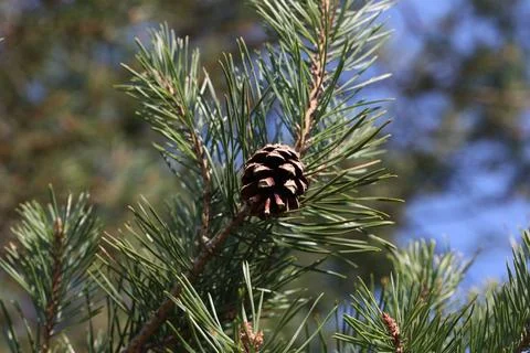 Pine cones on a tree in the forest Stock-Fotos