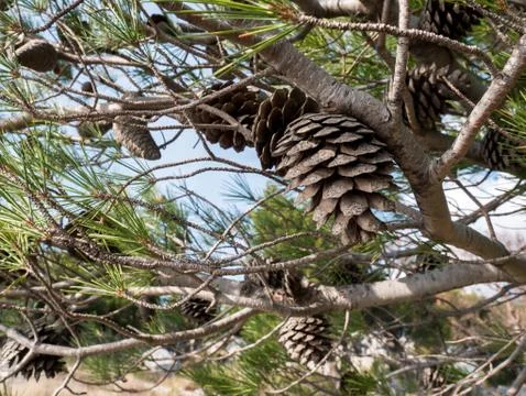Pine cones on tree outdoors Фото