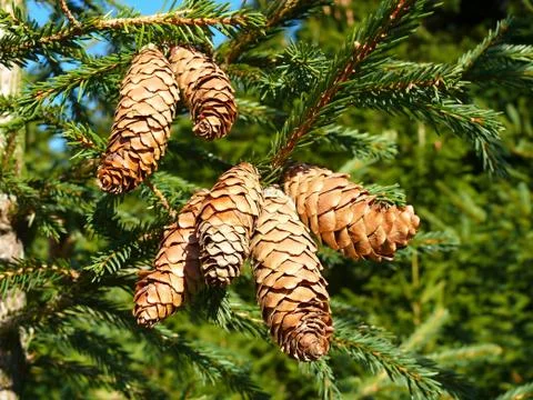 Pine cones on a tree Stock Photos