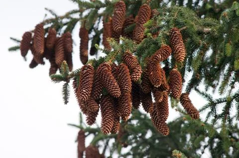 Pine cones on the tree. Foto stock