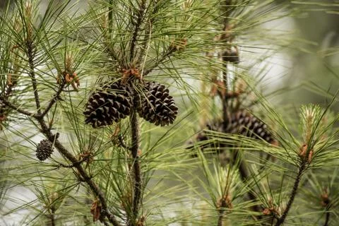 Pine Cones in Tree 写真素材