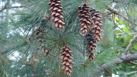 Pine cones on tree Stock Photos