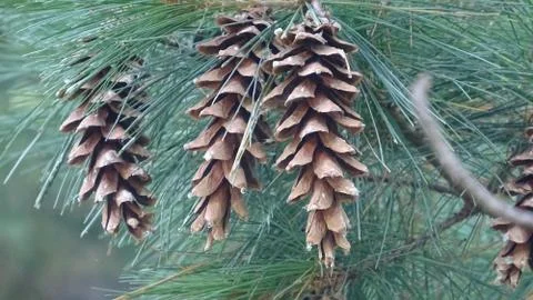 Pine cones on tree Stock Photos