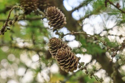Pine Cones on a Tree Stock Photos