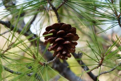 Pine cones on the tree. Stock Photos