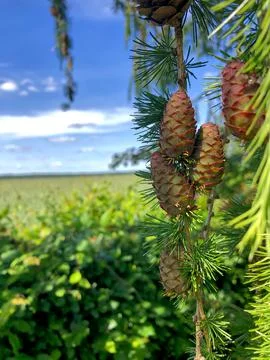 Pine cones on the tree Stock Photos