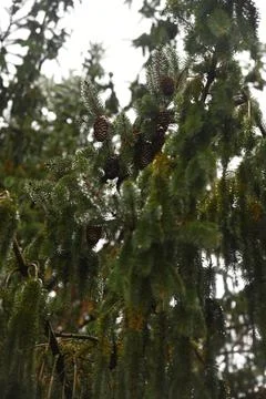 Pine cones in tree Stock Photos