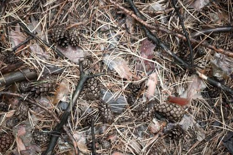 Pine cones of trees on earth Stock Photos