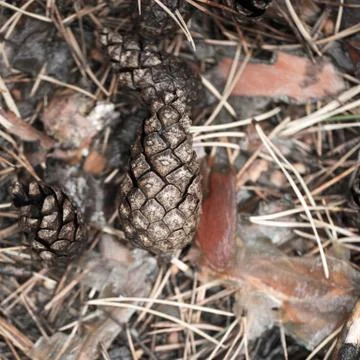 Pine cones of trees on earth Stock Photos