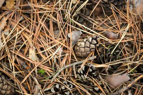 Pine cones of trees on earth Stock Photos