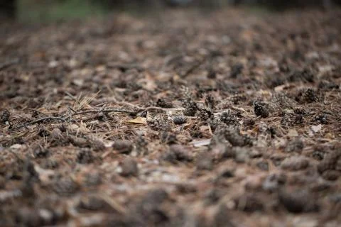 Pine cones of trees on earth Stock Photos