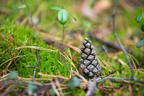 Pine cones of trees on earth Stock Photos