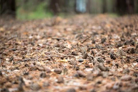 Pine cones of trees on earth Stock Photos