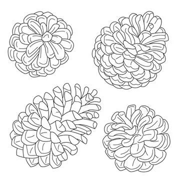 Pine cones vector illustration. Line drawing. Black and white illustration Illustrazione stock