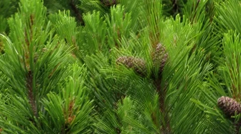 Pine cones to which Mountains Stock Footage 68818675