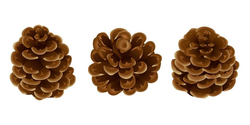 Pine cones on white background. Close-up . Christmas. isolated without a shad Stock Illustration