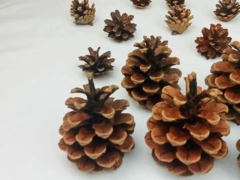 Pine cones on white background with copy space Stock Photos