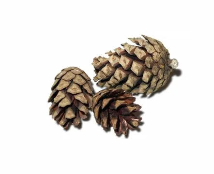 Pine cones on white background isolate. Stock Photos