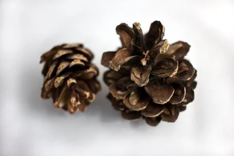 Pine cones on white background 库存照片