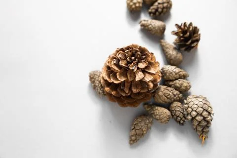 Pine Cones on white background Stock Photos