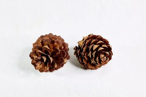 Pine cones on white background Stock Photos