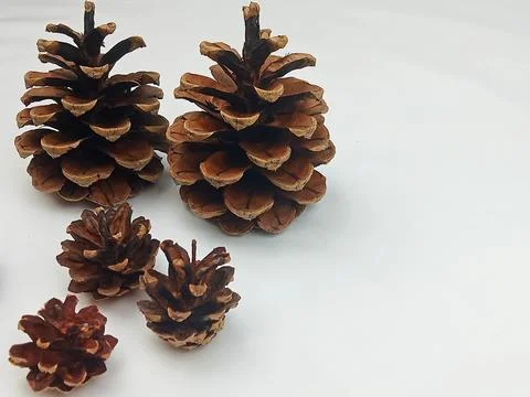 Pine cones on white background Stock Photos