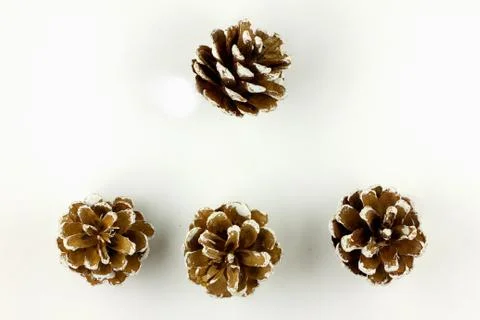 Pine cones on white background. Top view Stock Photos