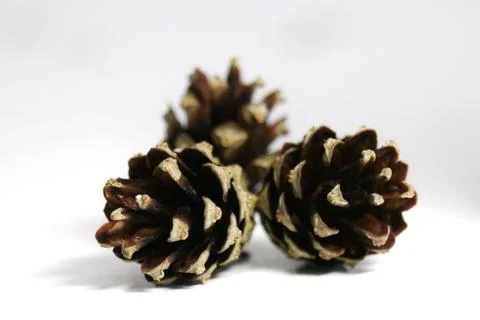 Pine cones on white background, tree seeds Stock Photos