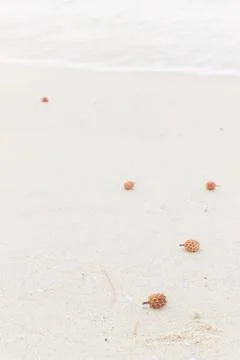 Pine cones on the white sand Stock Photos