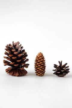 Pine cones on white table Stock Photos