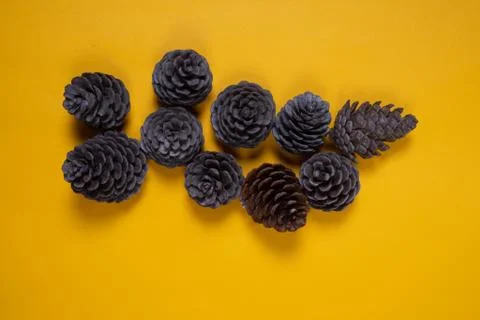 Pine cones on a yellow background. Stock Photos