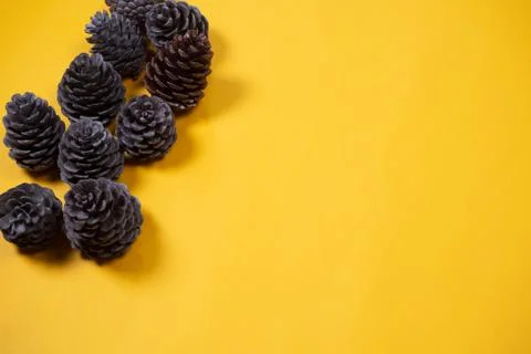 Pine cones on a yellow background. Stock Photos