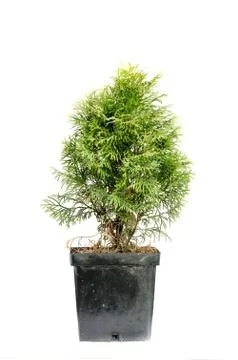 Pine cones,cedar cones Stock Photos