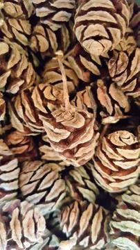 PINE CONES.....MINI ONES 1 Fotos Stock