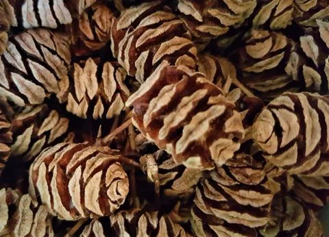 PINE CONES.....MINI ONES 2 Fotos Stock