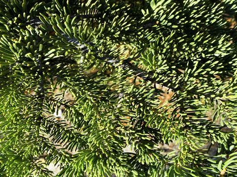 Pine conifer evergreen tree branch closeup branches christmas holiday trimmin Stock Photos