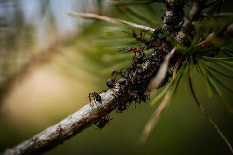 Pine conifer with forest ants. Soft selective focus. Фото