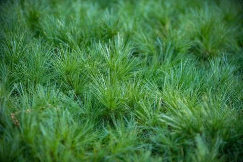 Pine conifer pattern on greenery. Evergreen branches in background. Natural.. Stock Photos