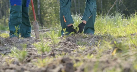 Pine conifer seedlings are planted at the site of industrial deforestation  Stock Footage 105973053