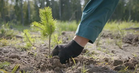 Pine conifer seedlings are planted at the site of industrial deforestation Stock Footage 105973241