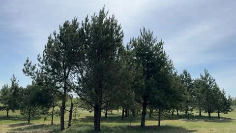 Pine conifer trees Video stock 274409743