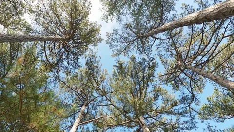 Pine coniferous forest on a clear day Stock-Footage 246850742