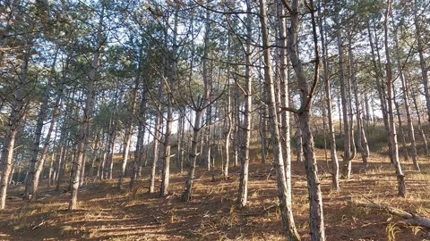 Pine coniferous forest, sunset light on tree trunks 스톡 동영상 165199622
