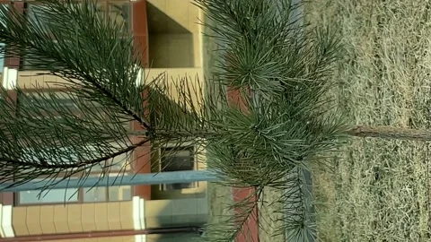 Pine coniferous seedlings Stock Footage 172245425