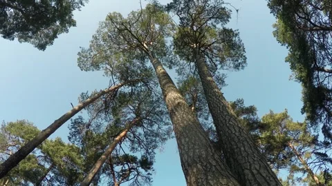Pine coniferous sunny forest. Camera in motion Stock Footage 260474370