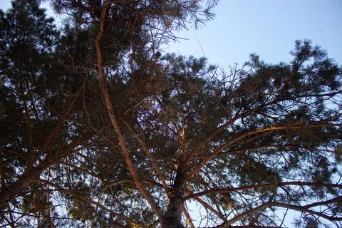 Pine. Coniferous trees. Stock Photos